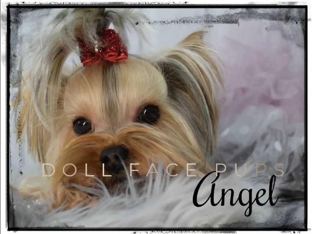 Angel