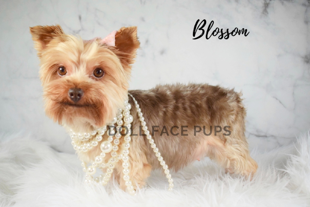 Blossom 3