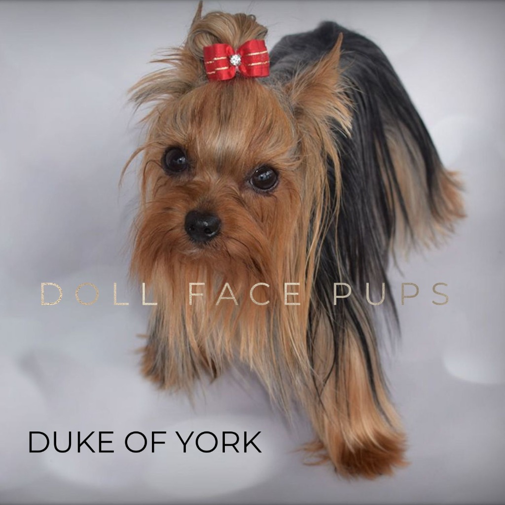 Duke of York