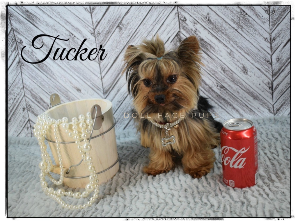 Tucker – Grand Finale 6