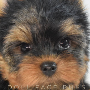 Shorkie