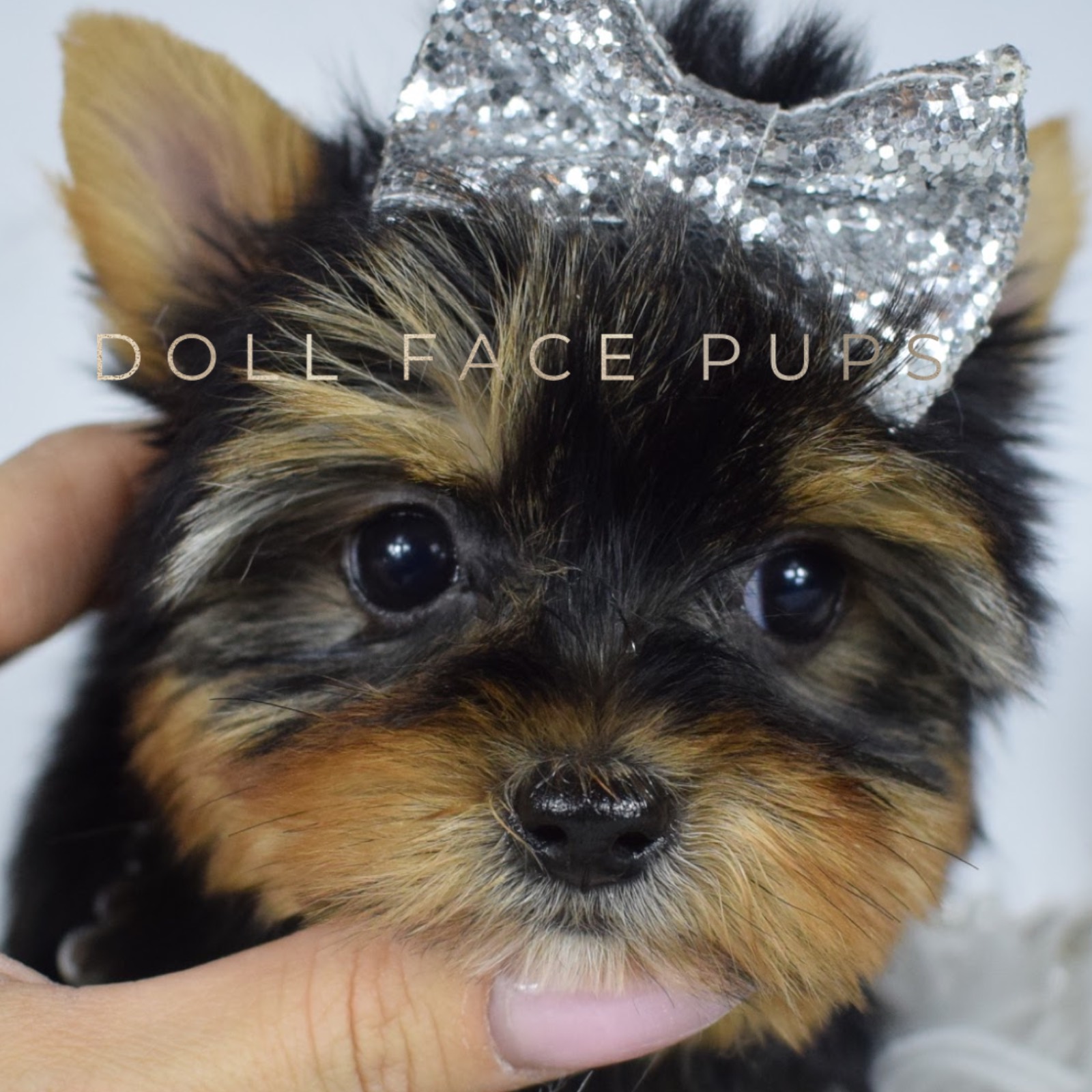 Callie photo 3