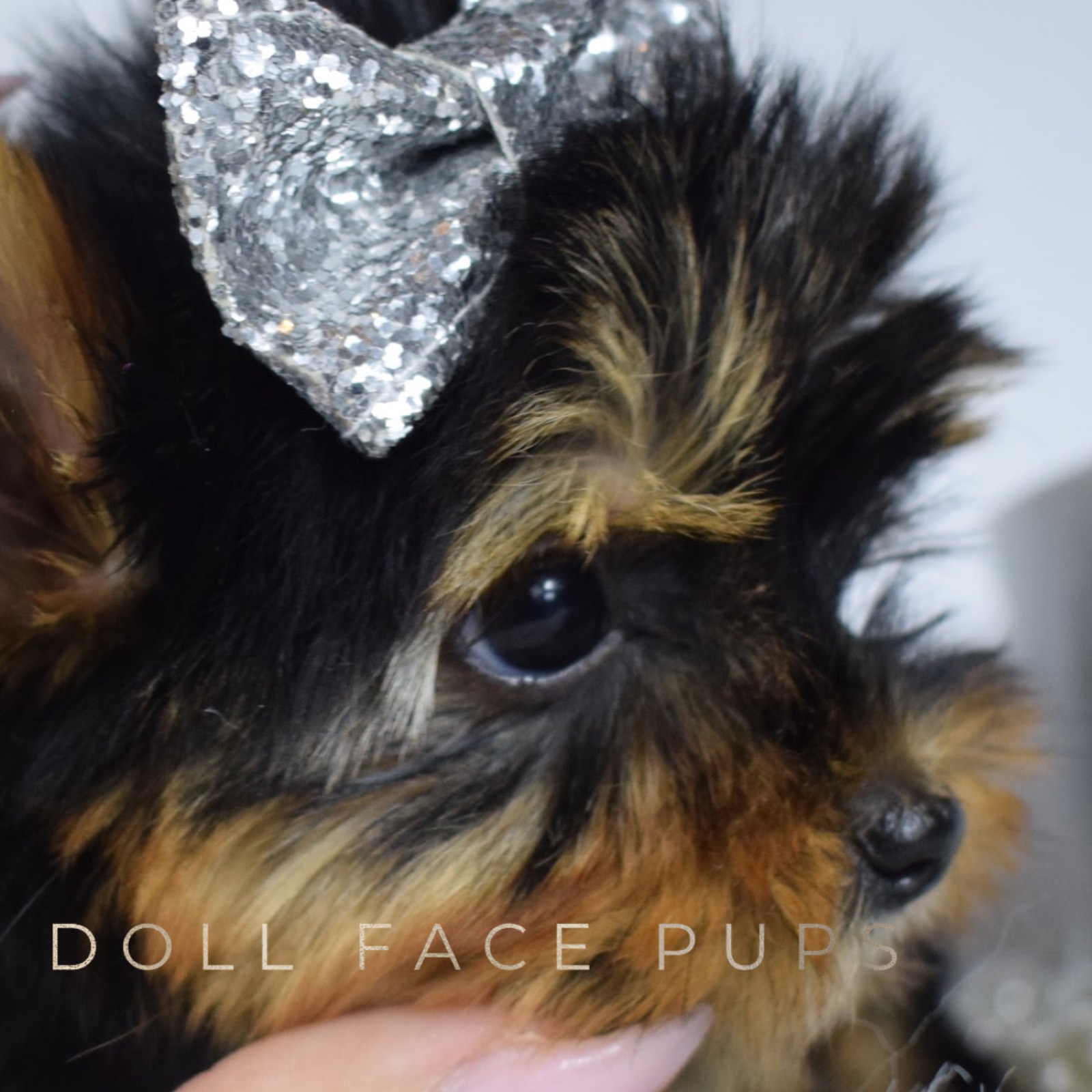 Callie photo 4