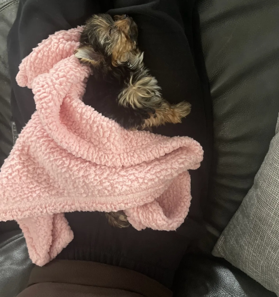 Bella sleeping in her pink blanket 💤