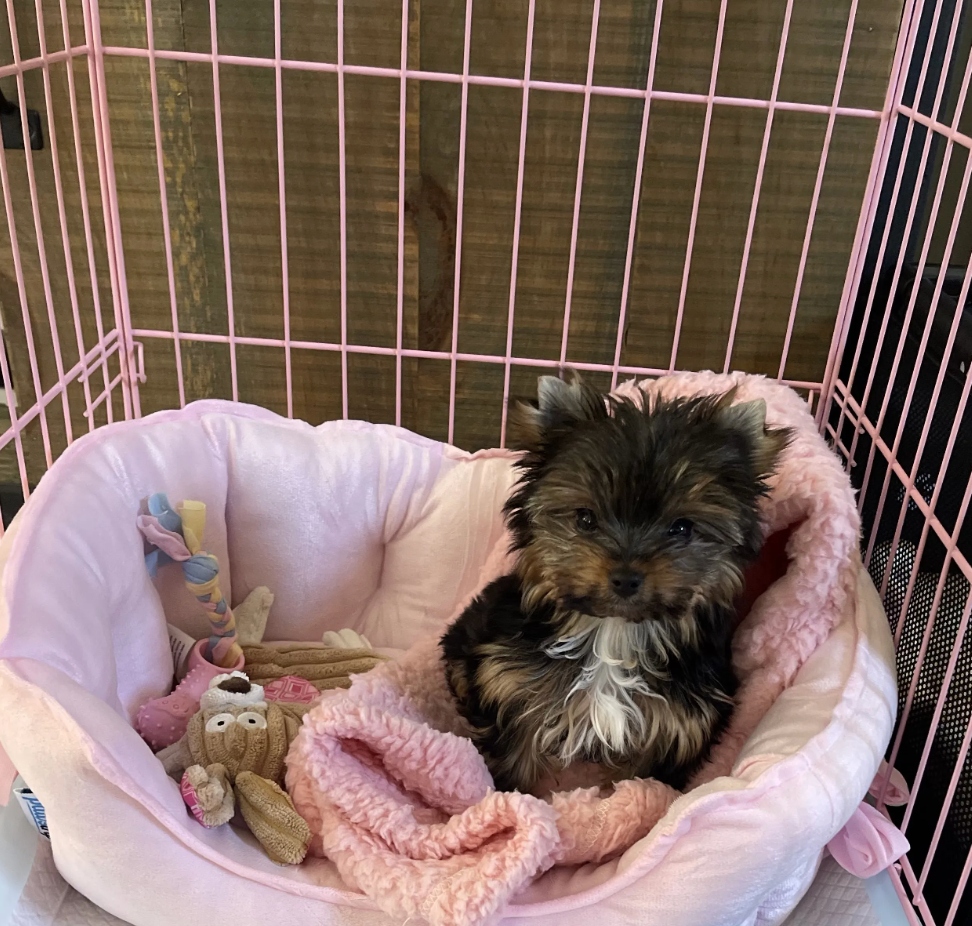 Settling into her new bed!