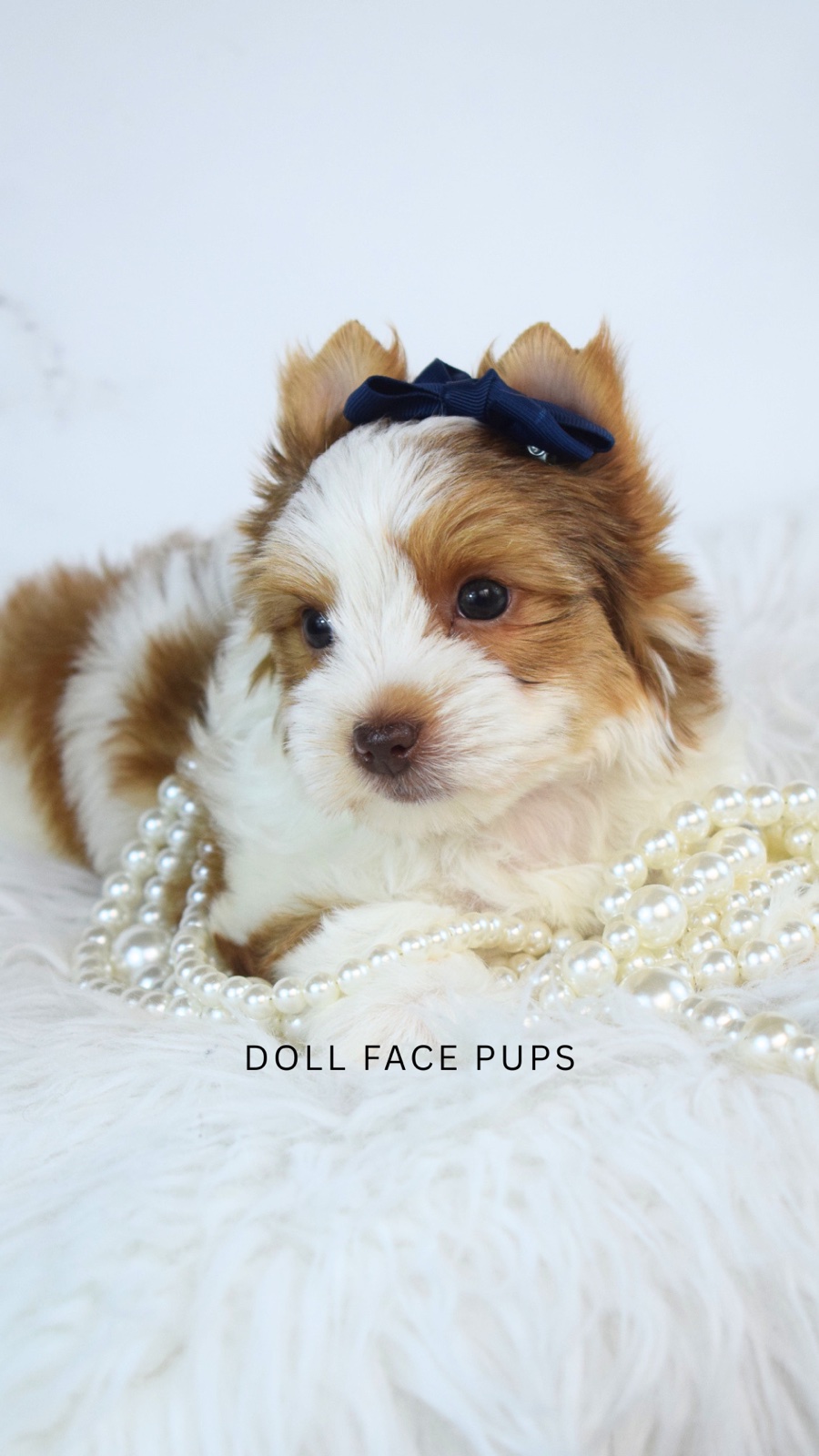 Duncan — photo 3
