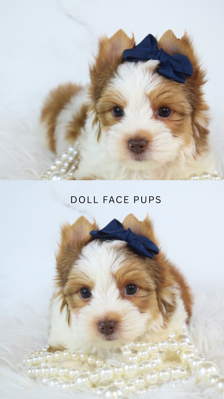 Duncan — photo 4