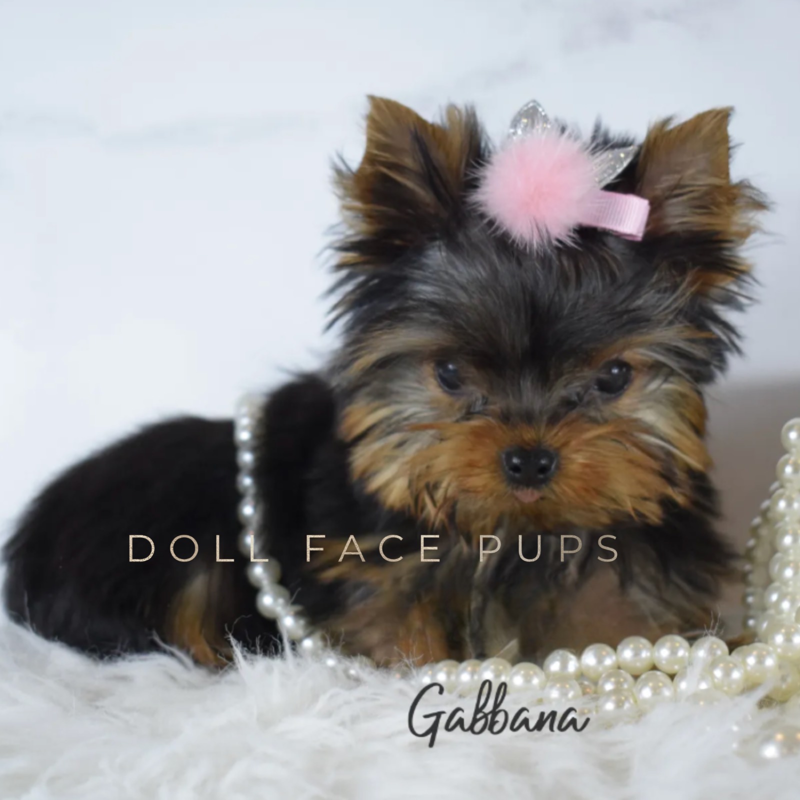 Gabbana photo 1