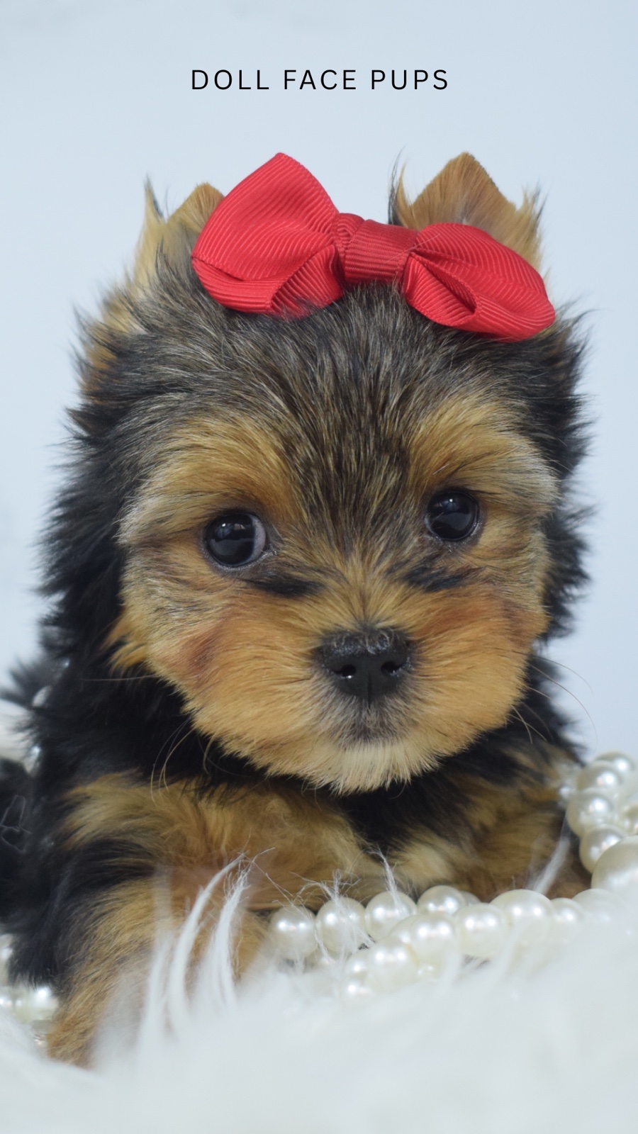 Gia — photo 4