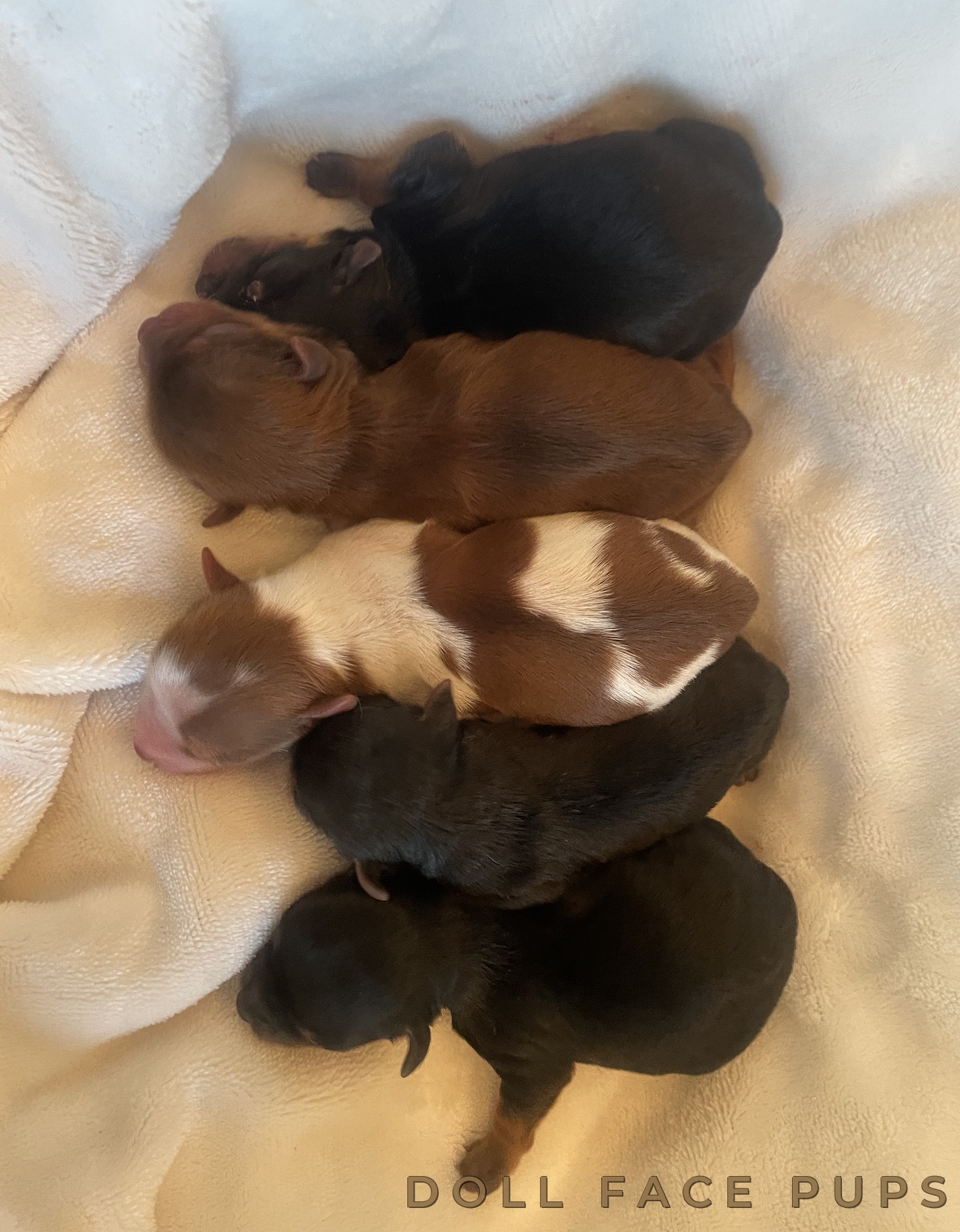Honey × Luca Litter photo 1
