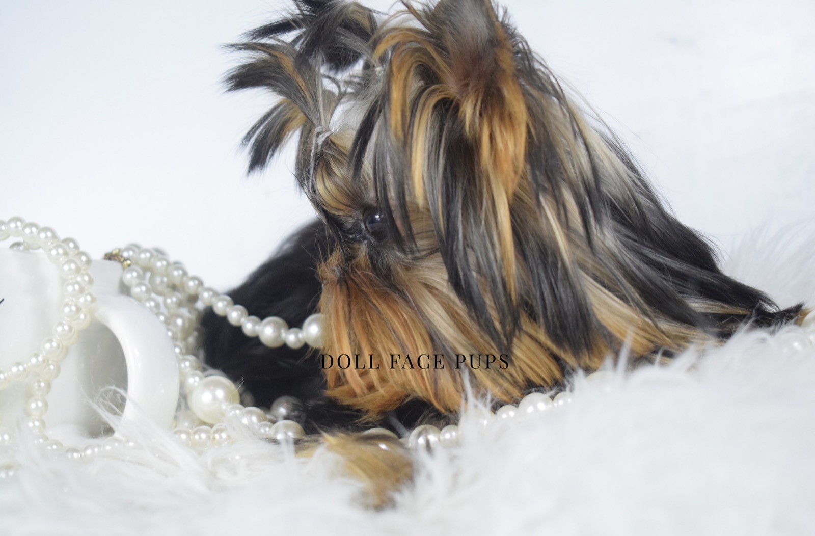 Persephone photo 14