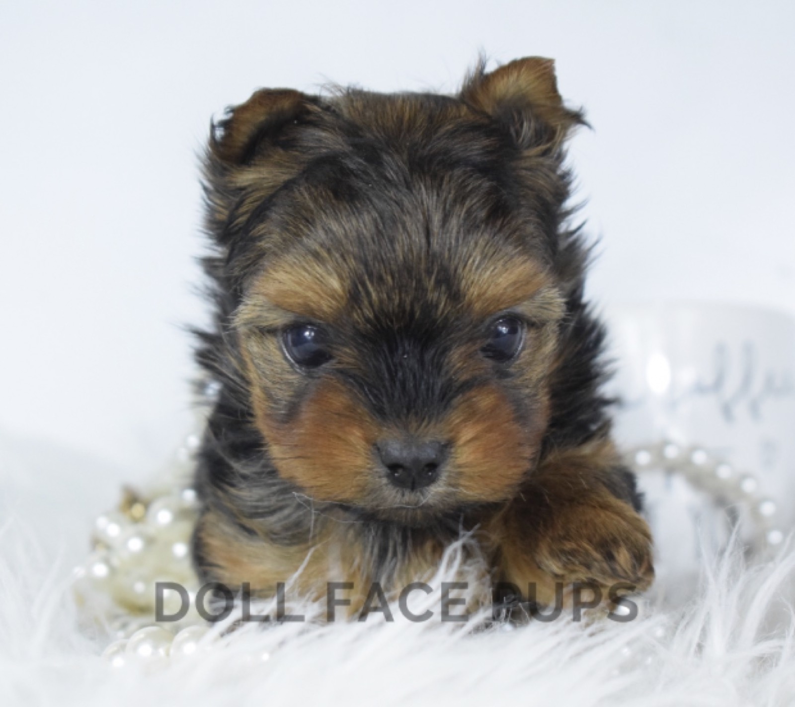 Molly Mae photo 2