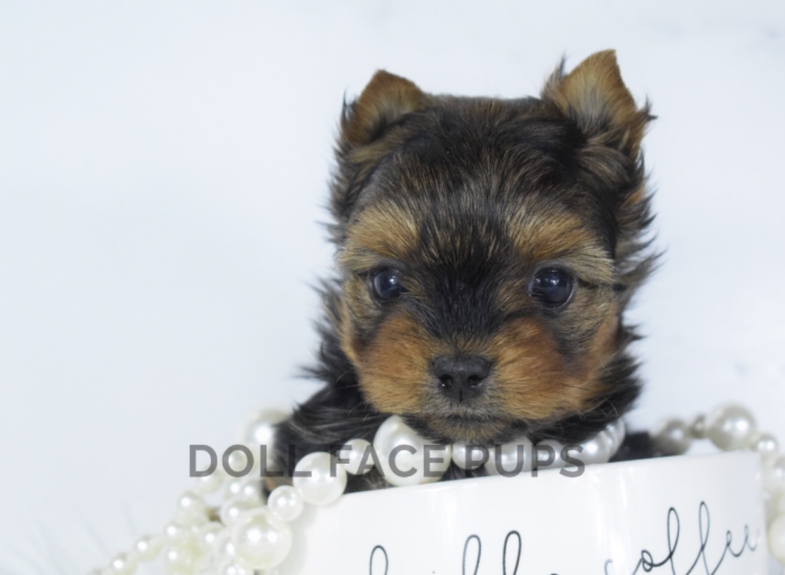 Molly Mae photo 3