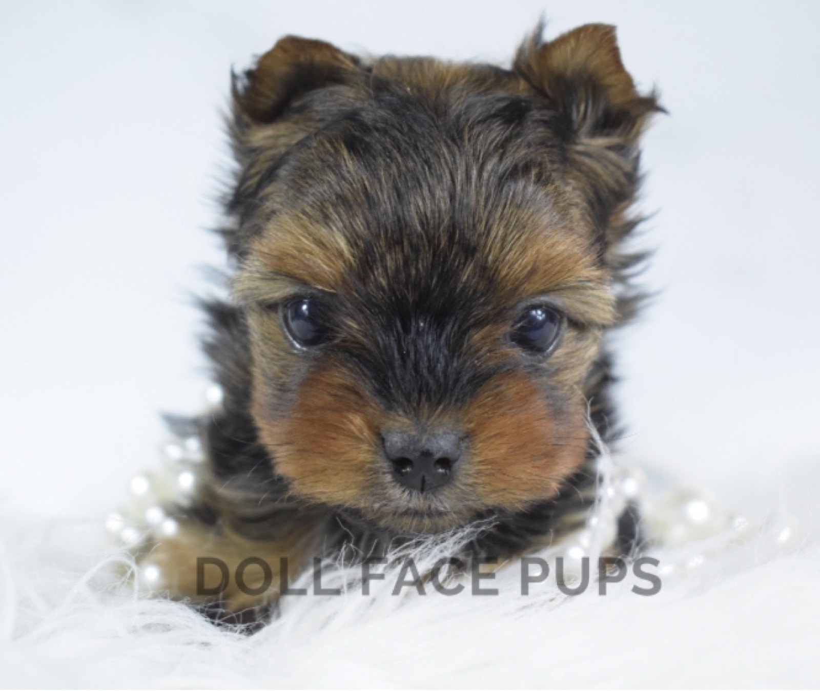 Molly Mae photo 4