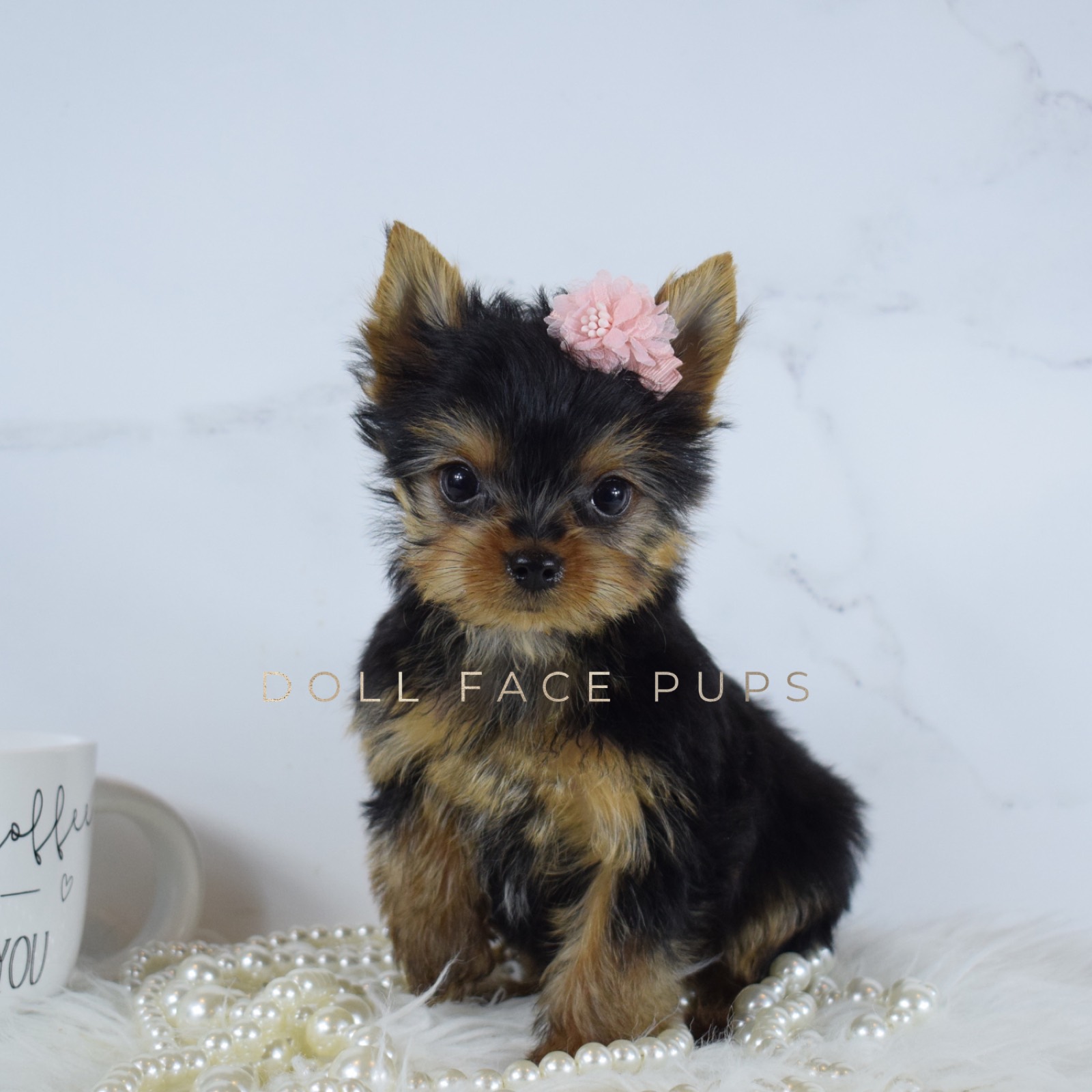 Penelope photo 1