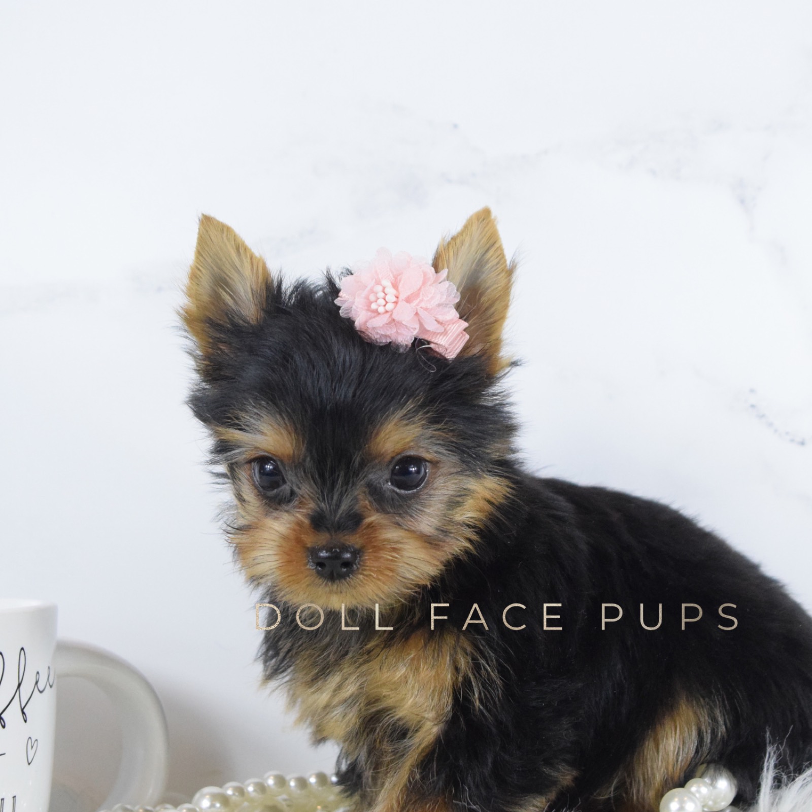 Penelope photo 2