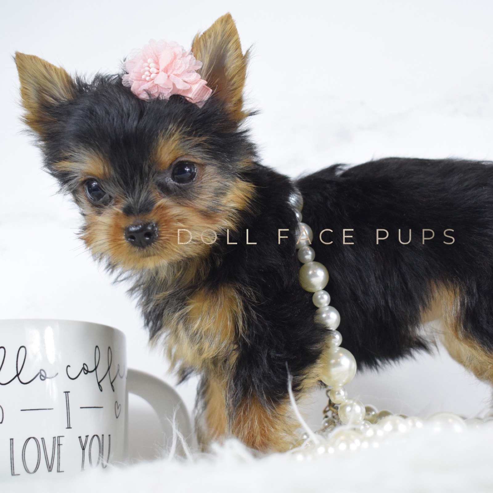 Penelope photo 3