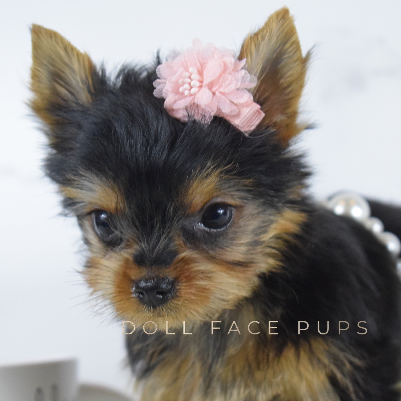 Penelope photo 4