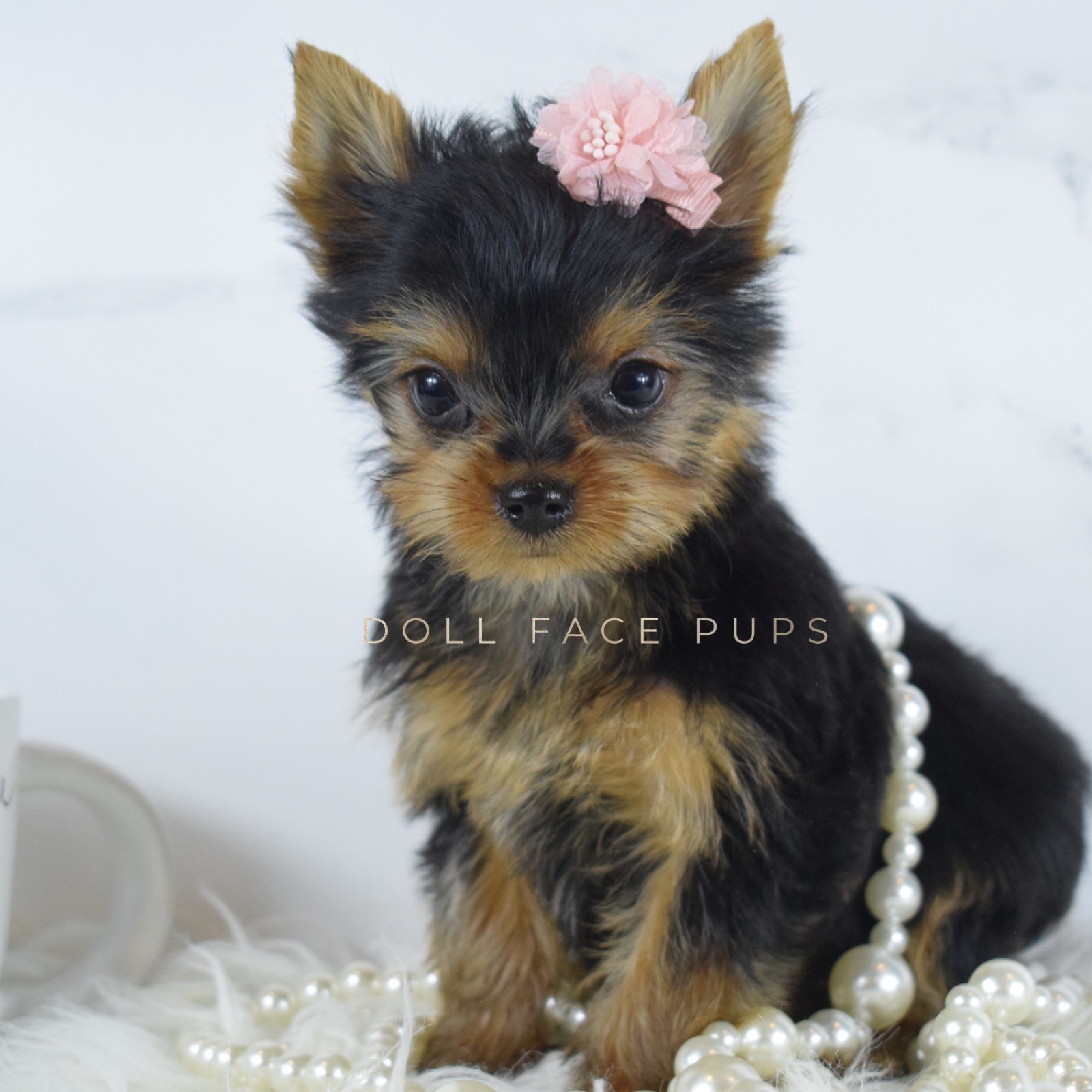Penelope