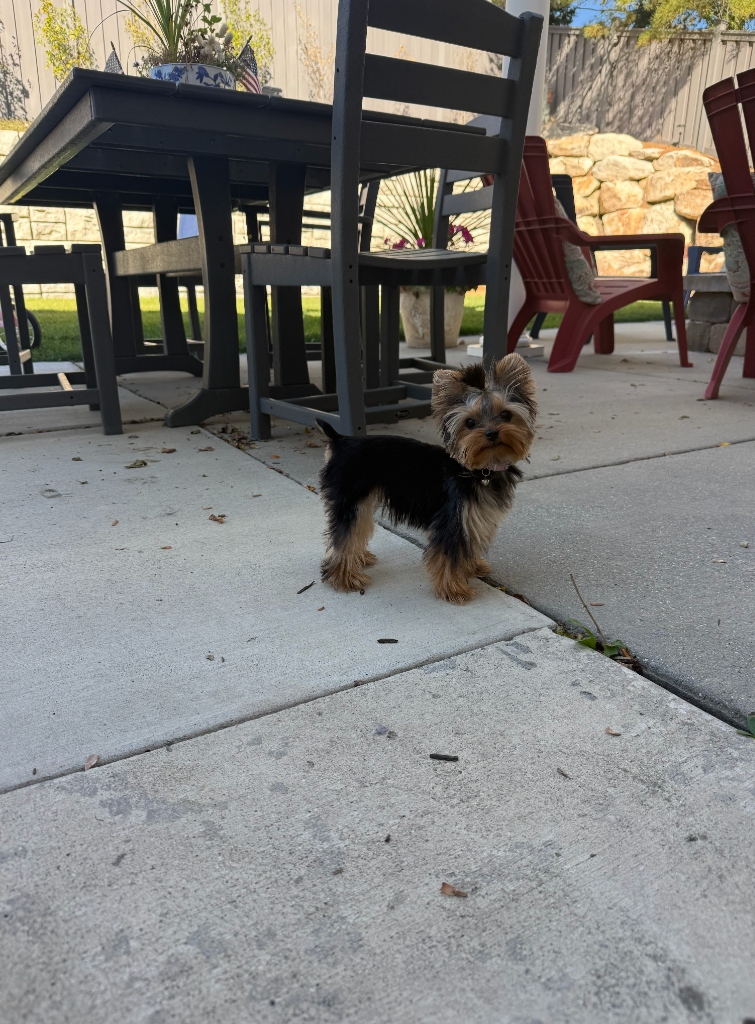 Exploring the backyard patio