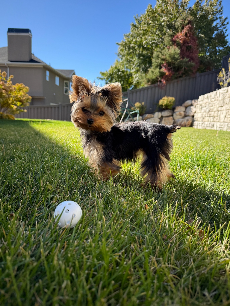 Playing in the sunshine ☀️
