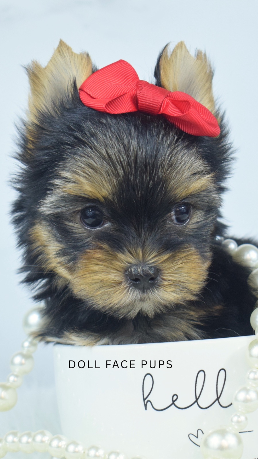 Pippa — photo 2
