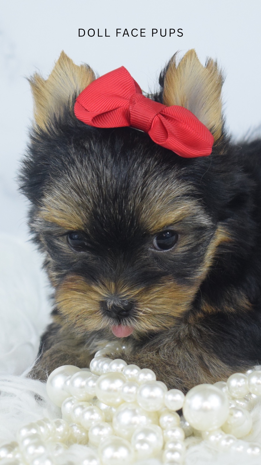 Pippa — photo 3