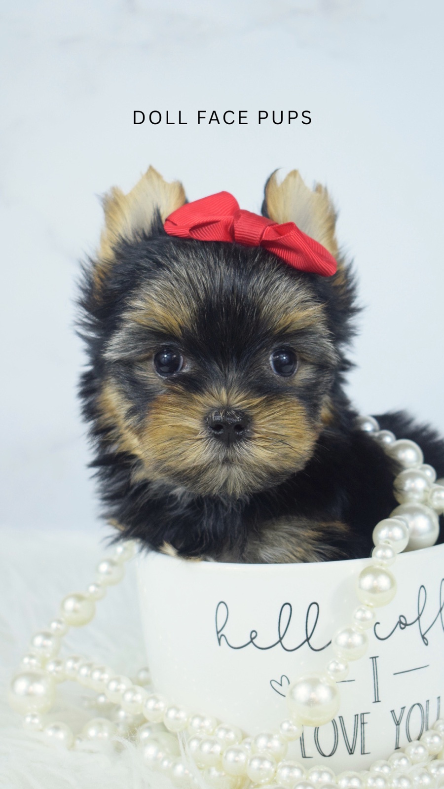 Pippa — photo 4