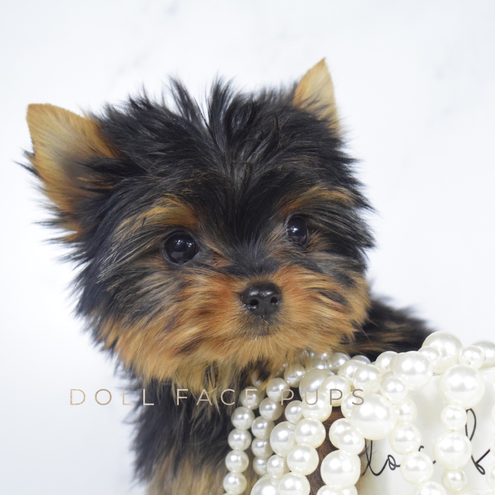 Poppy photo 2