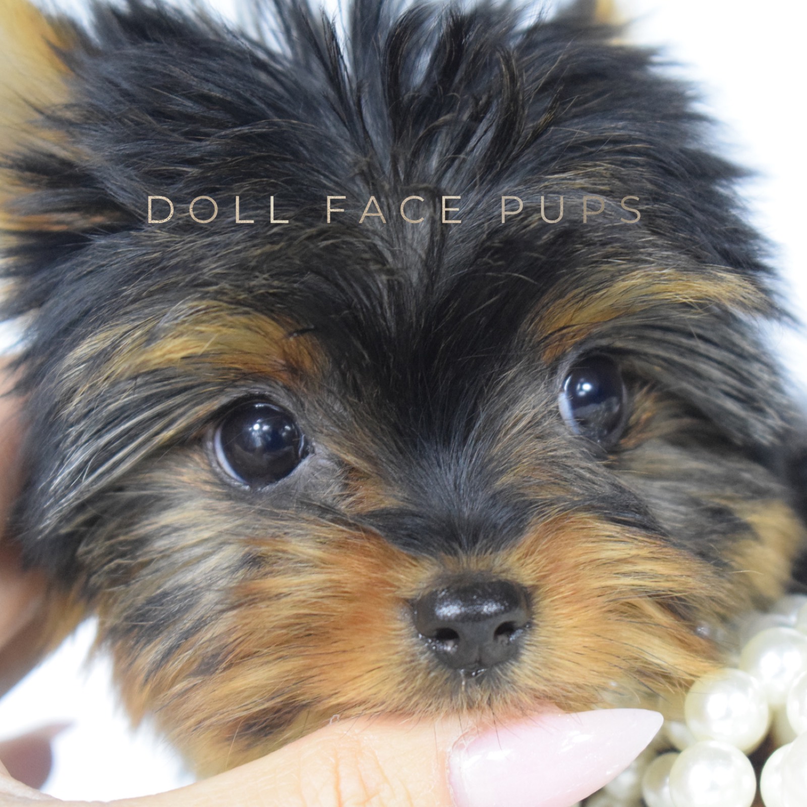 Poppy photo 4