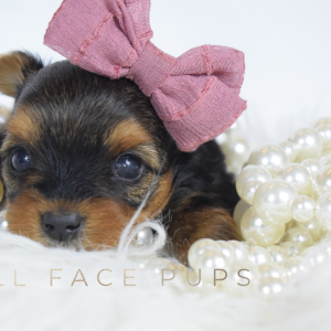 Morkie
