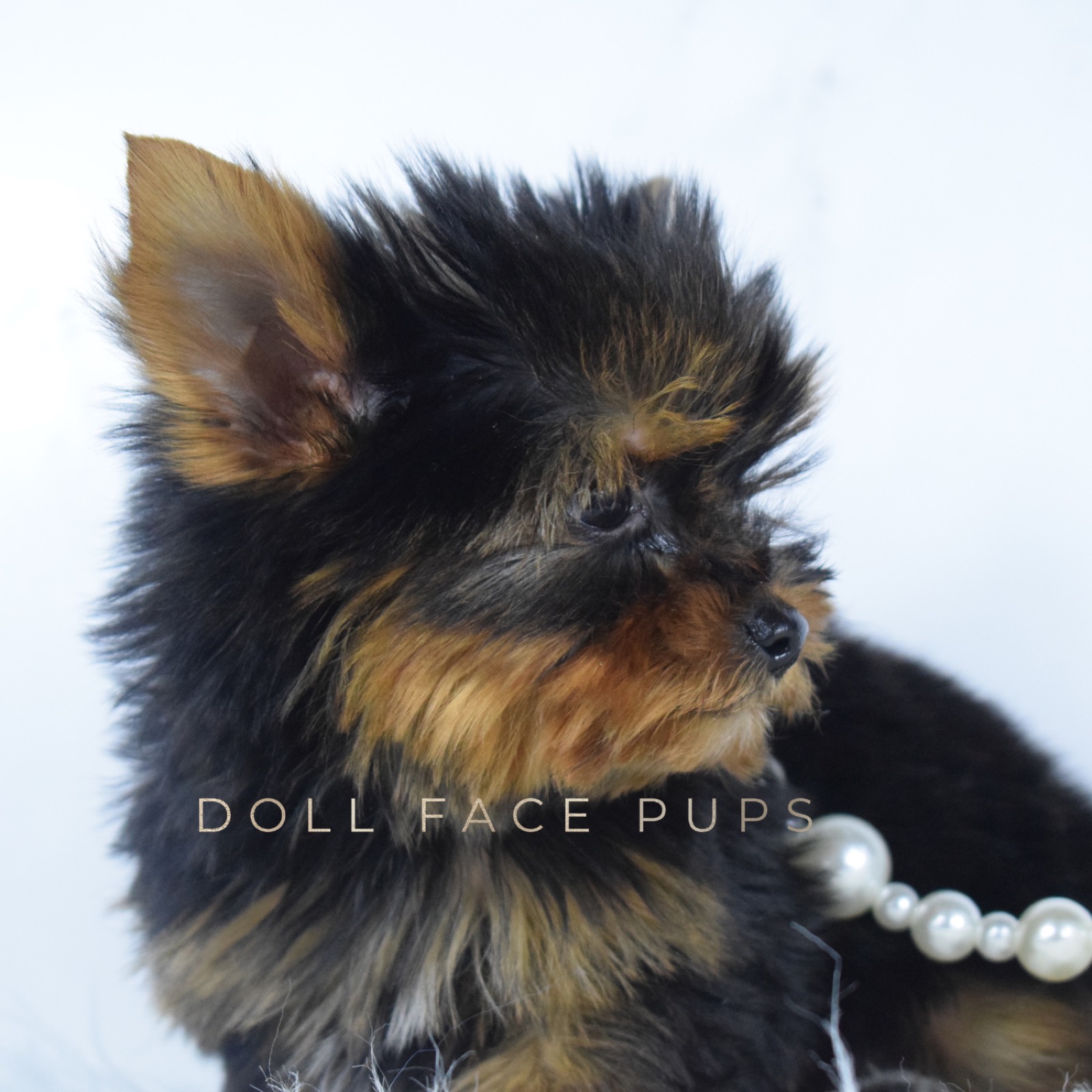 Prince photo 3