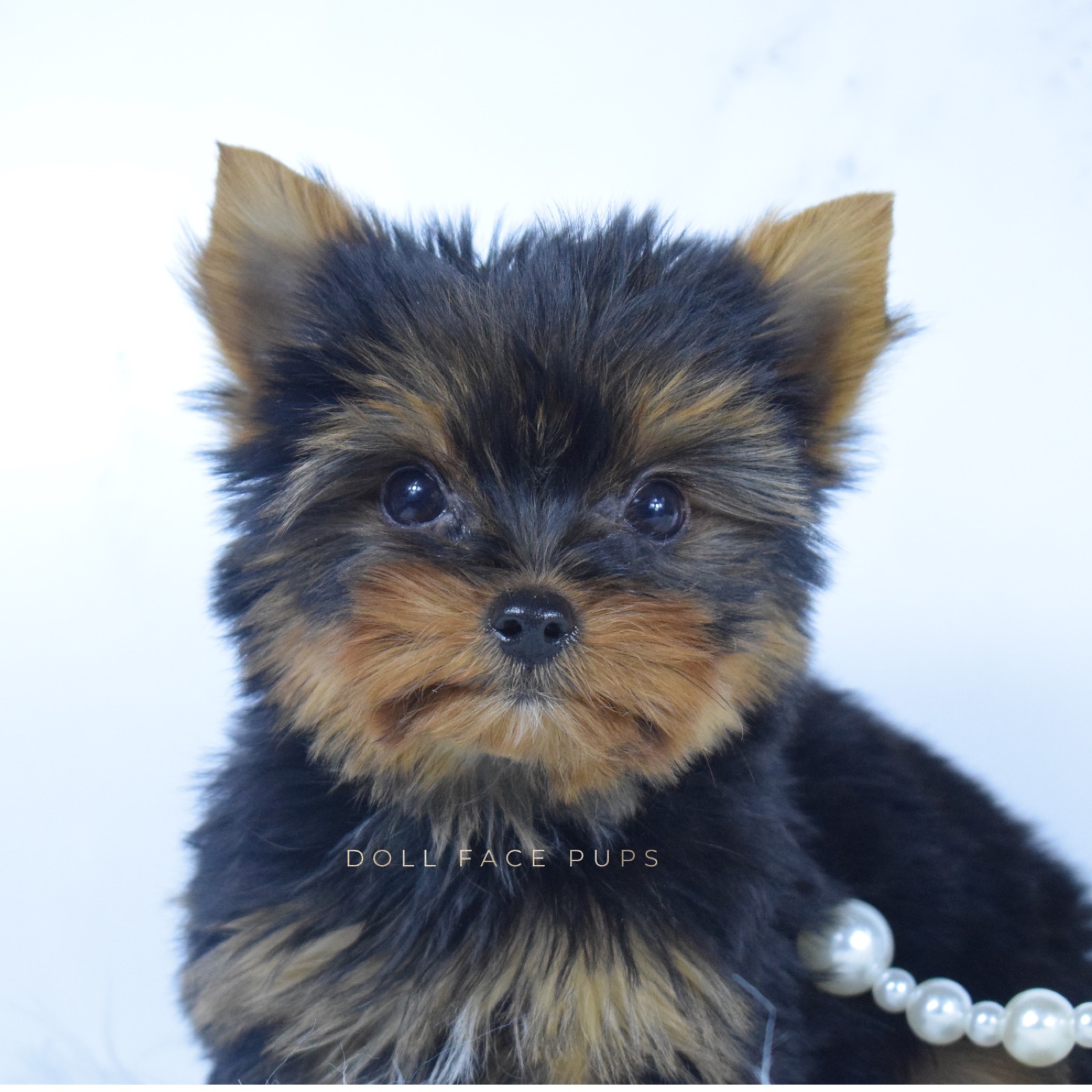 Prince
